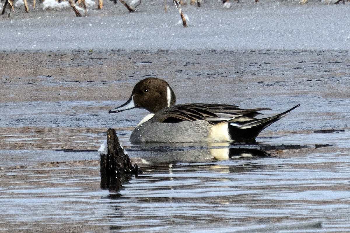 ostralka štíhlá - ML646309472