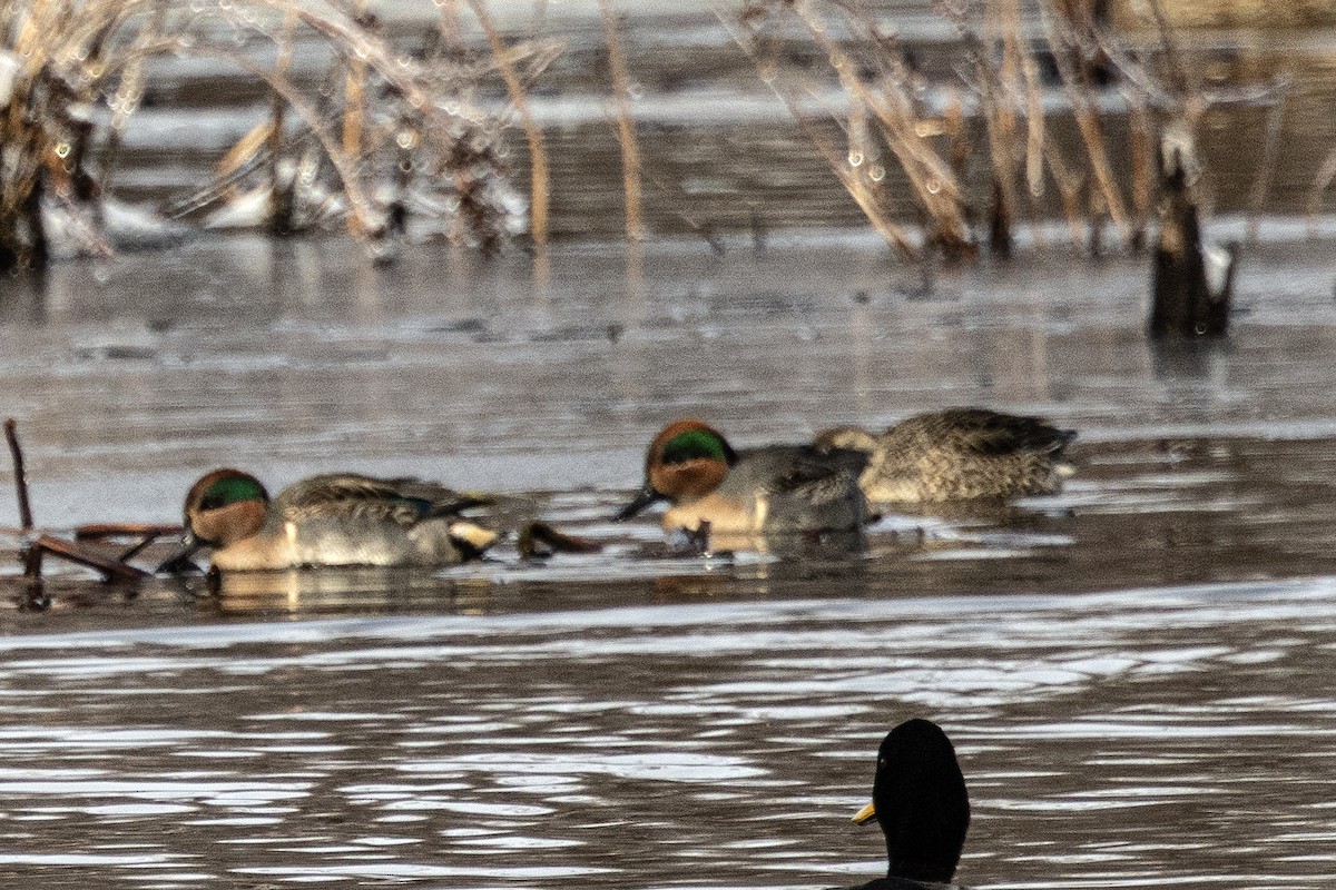 čírka obecná - ML646309473