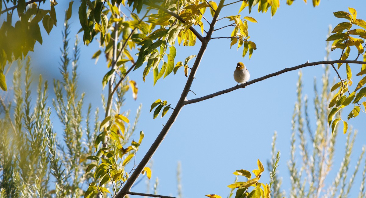 Verdin - ML646309474