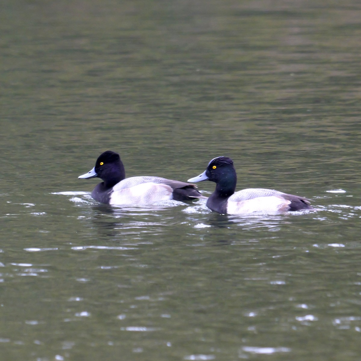 Lesser Scaup - ML646309476
