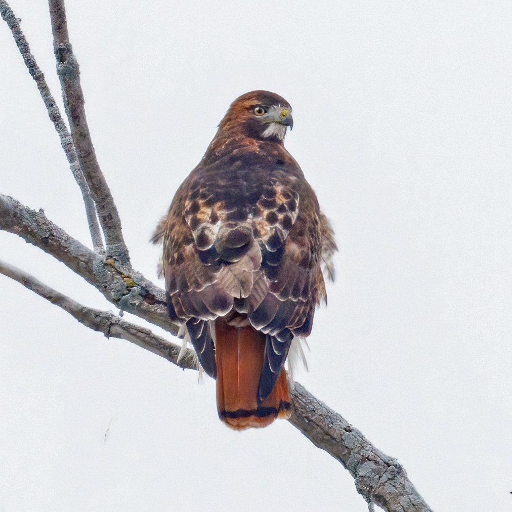 Red-tailed Hawk - ML646309478