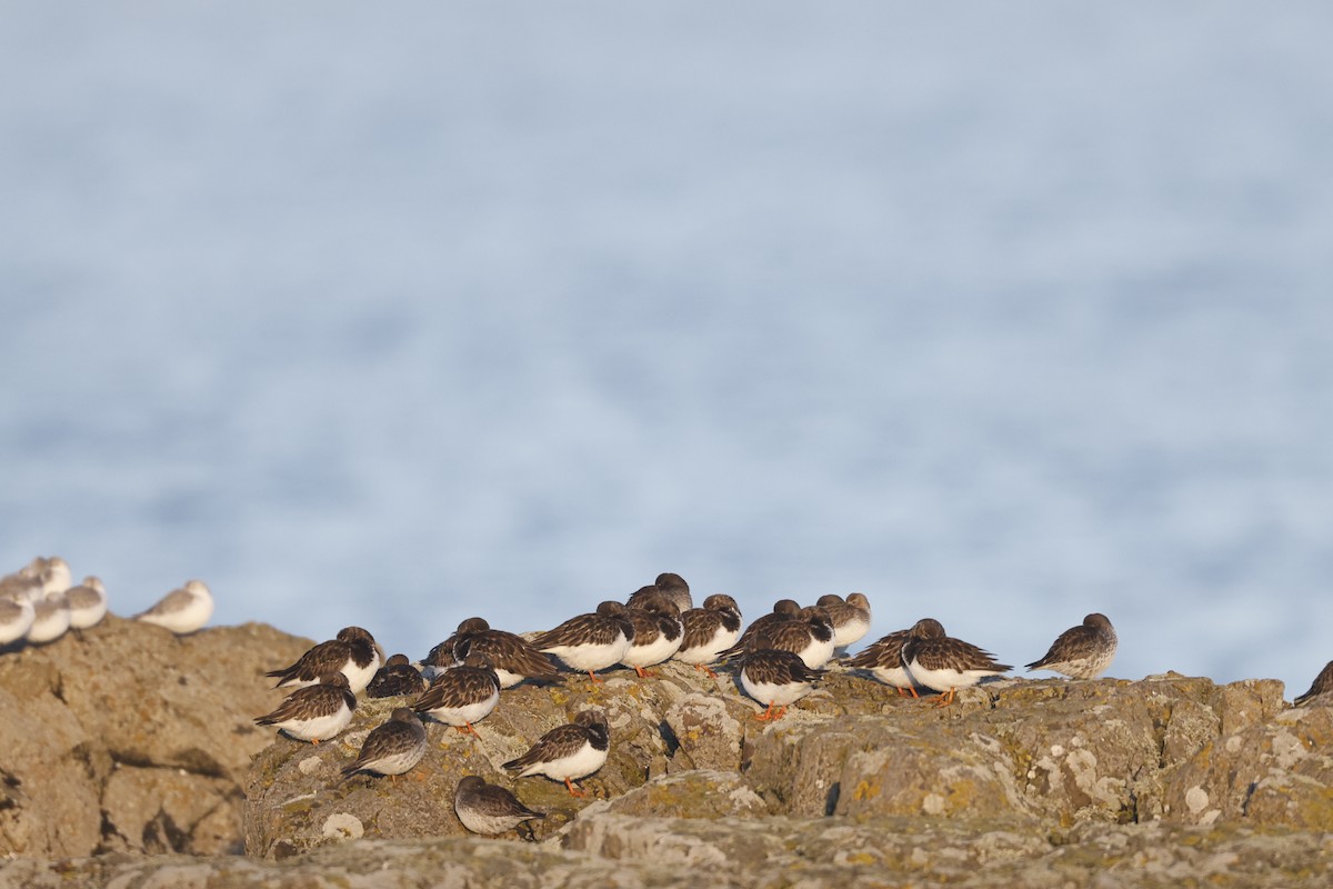 Ruddy Turnstone - ML646309479