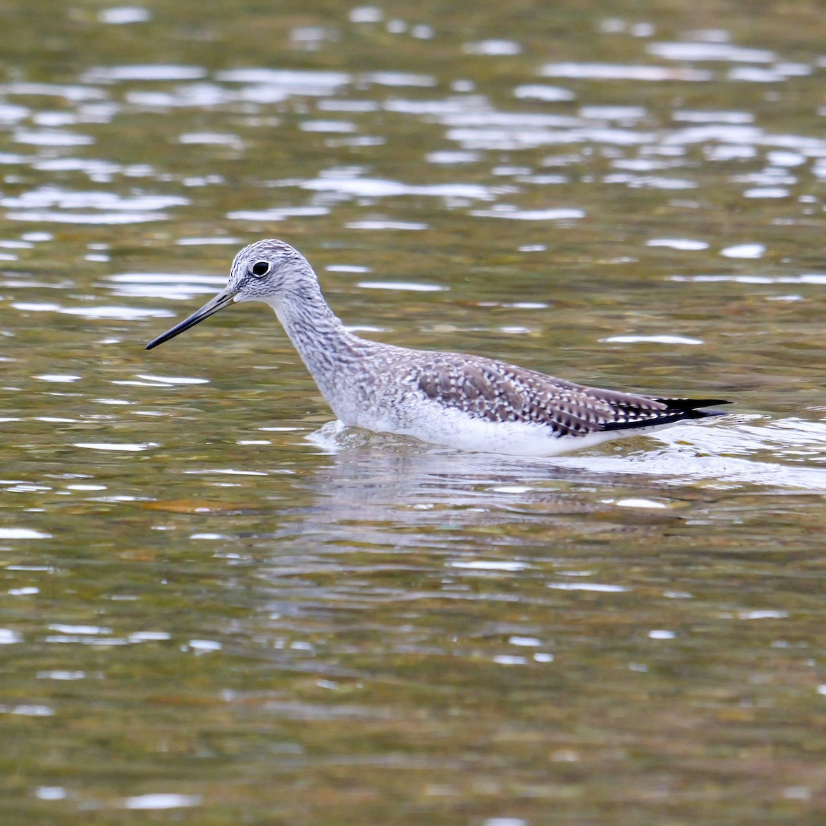 Greater Yellowlegs - ML646309480