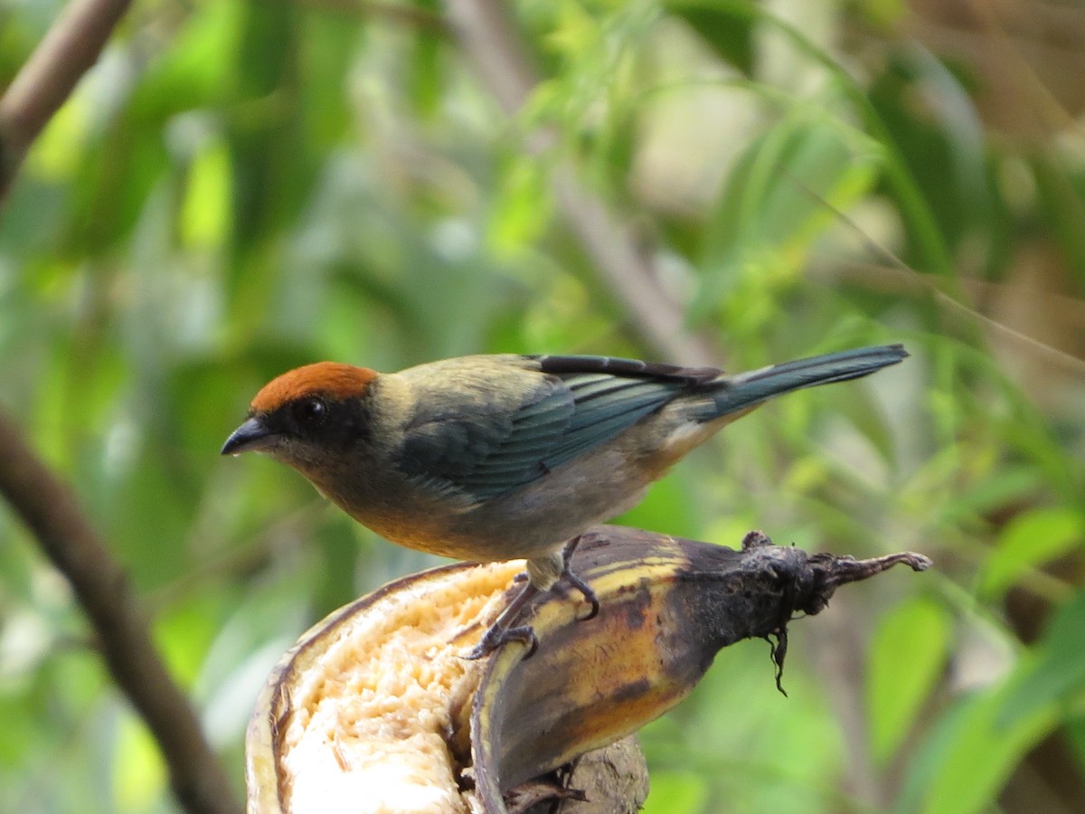 Scrub Tanager - ML646309481