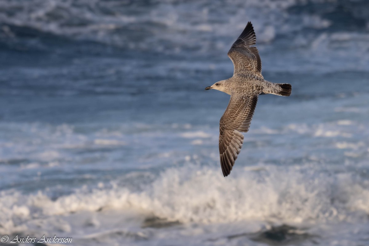 European Herring Gull - ML646309482