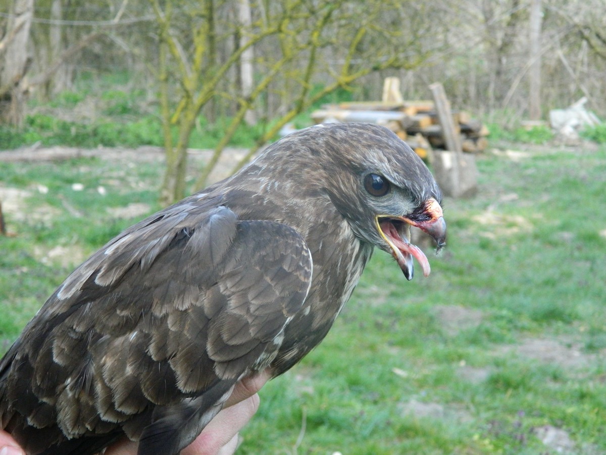 Buse variable - ML646309486