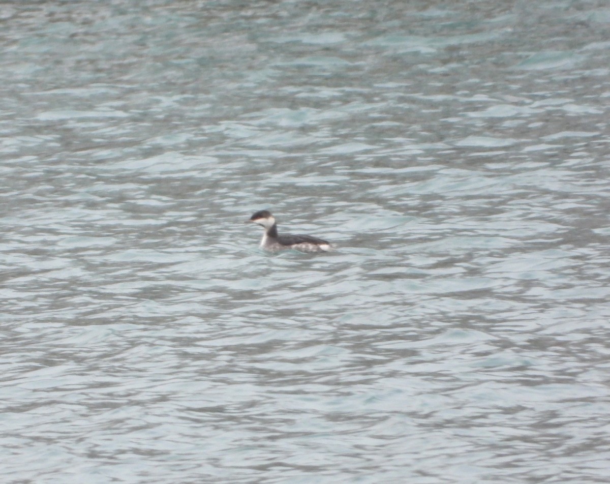 ミミカイツブリ - ML646309487