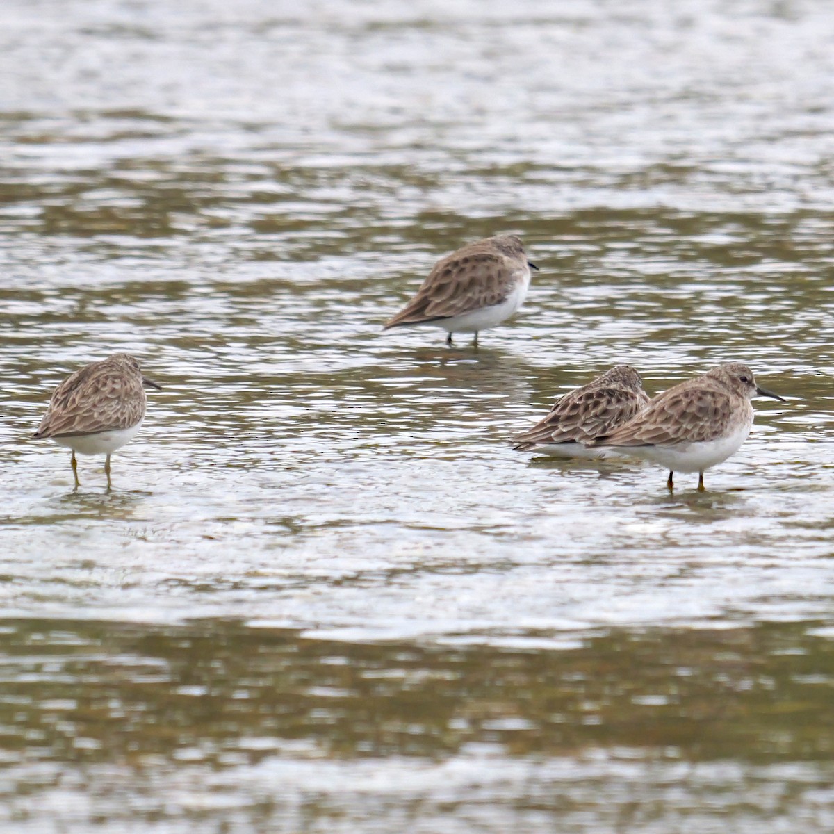 Least Sandpiper - ML646309488