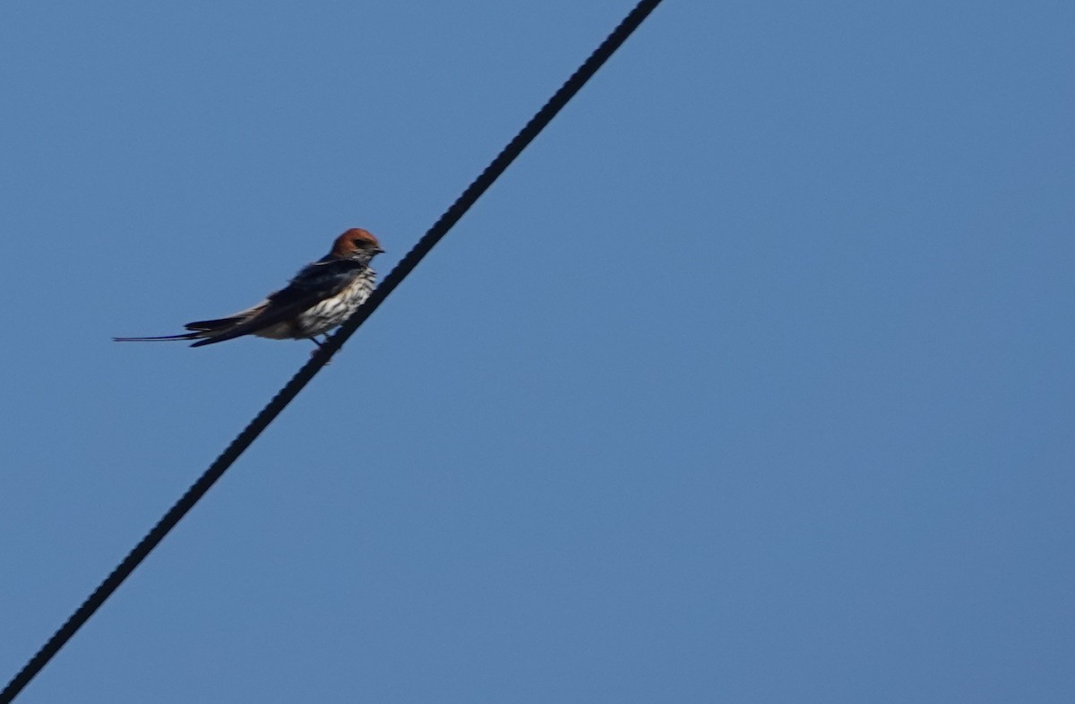 Lesser Striped Swallow - ML646309490