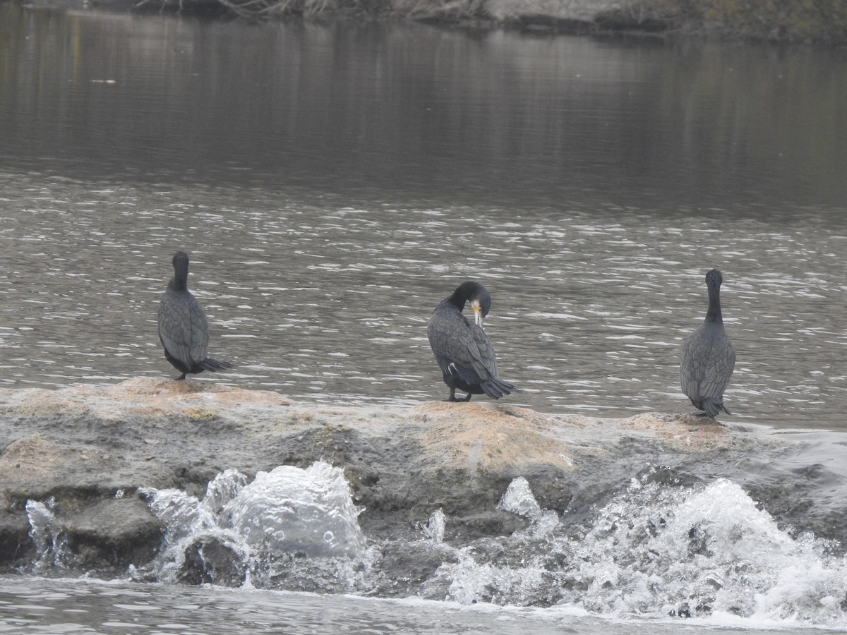 kormorán velký - ML646309492