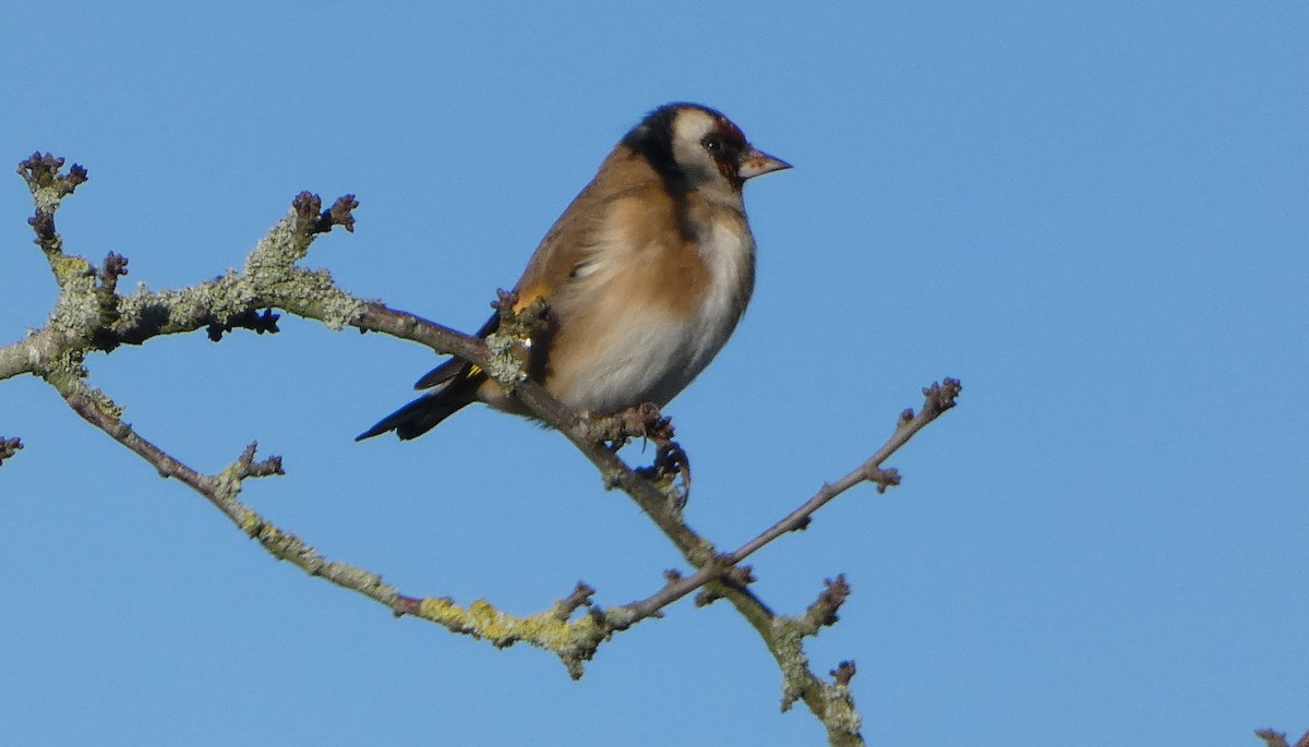 European Goldfinch - ML646309493