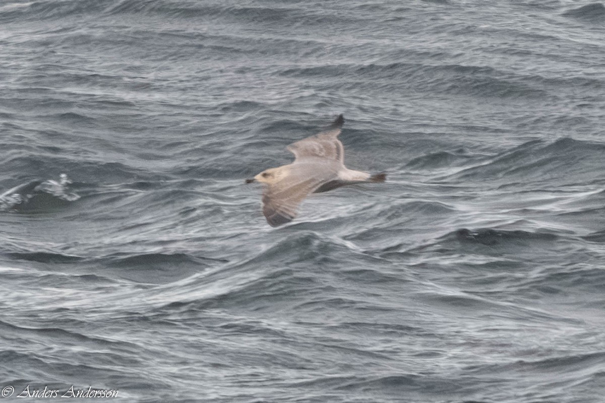 European Herring Gull - ML646309497