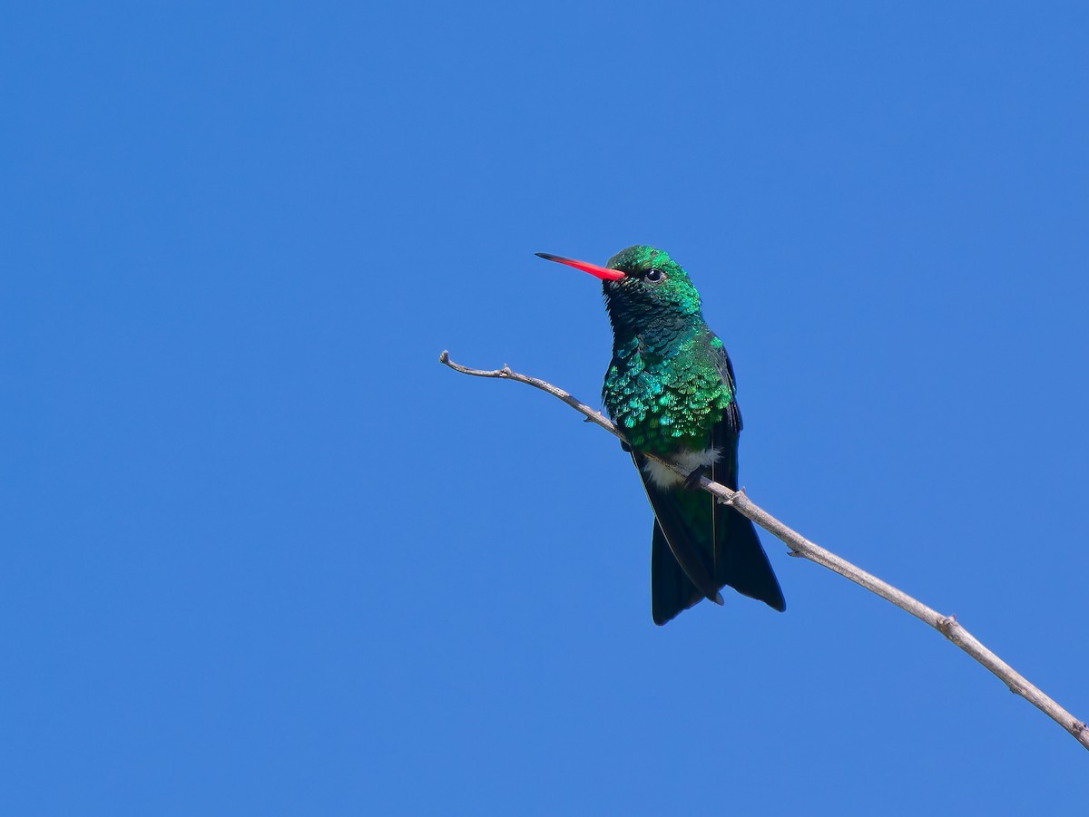 Glittering-bellied Emerald - ML646309498