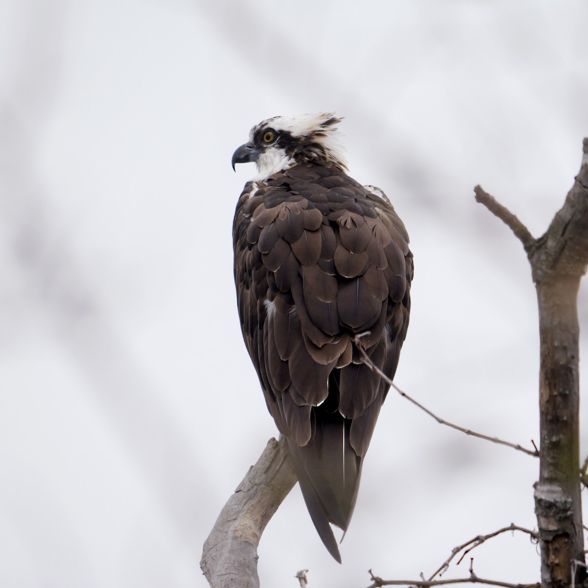 Osprey - ML646309500