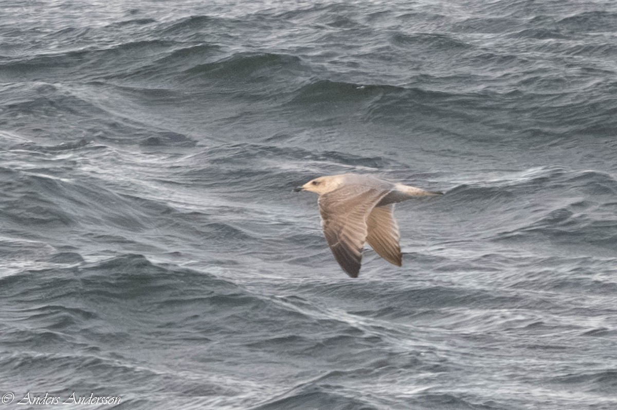 European Herring Gull - ML646309501