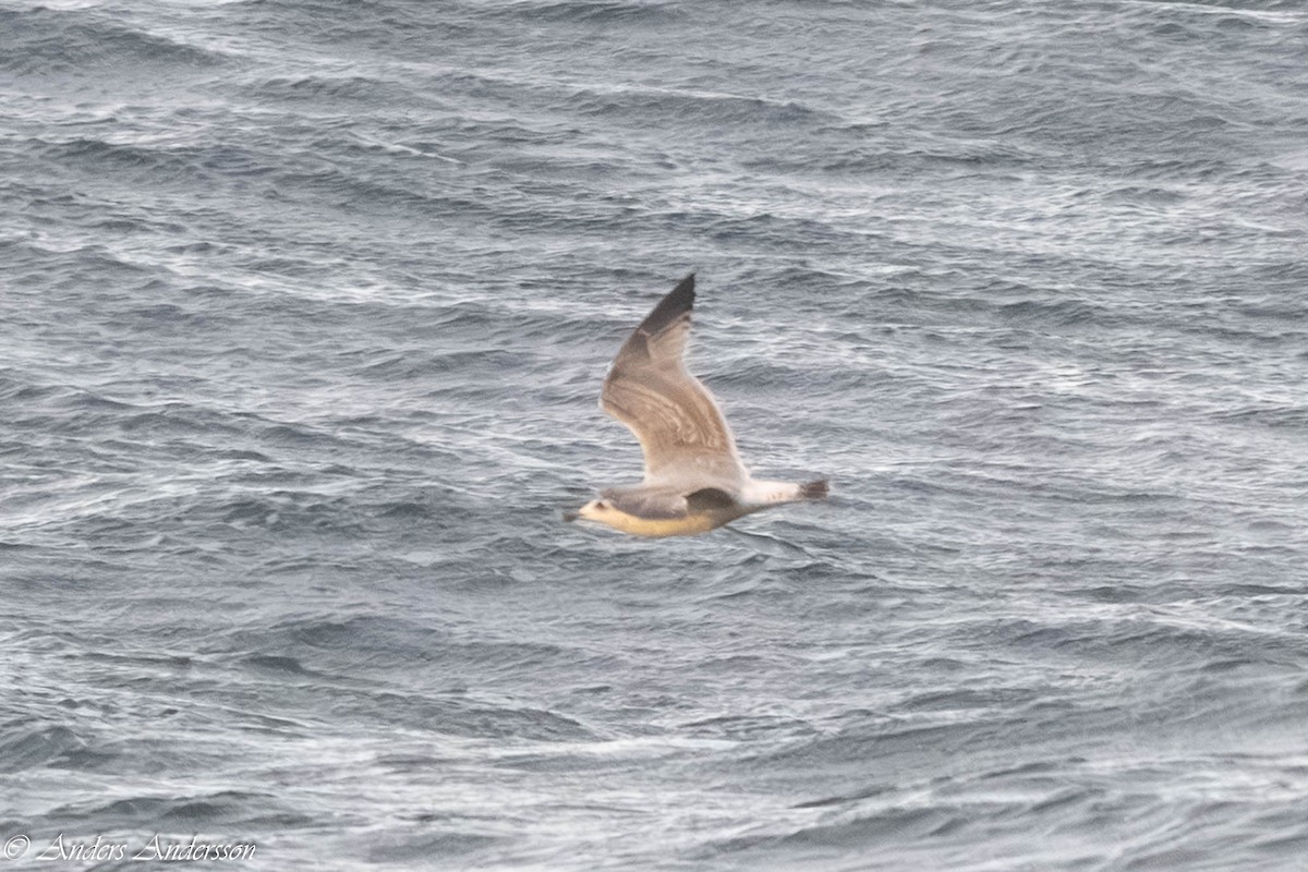 European Herring Gull - ML646309503