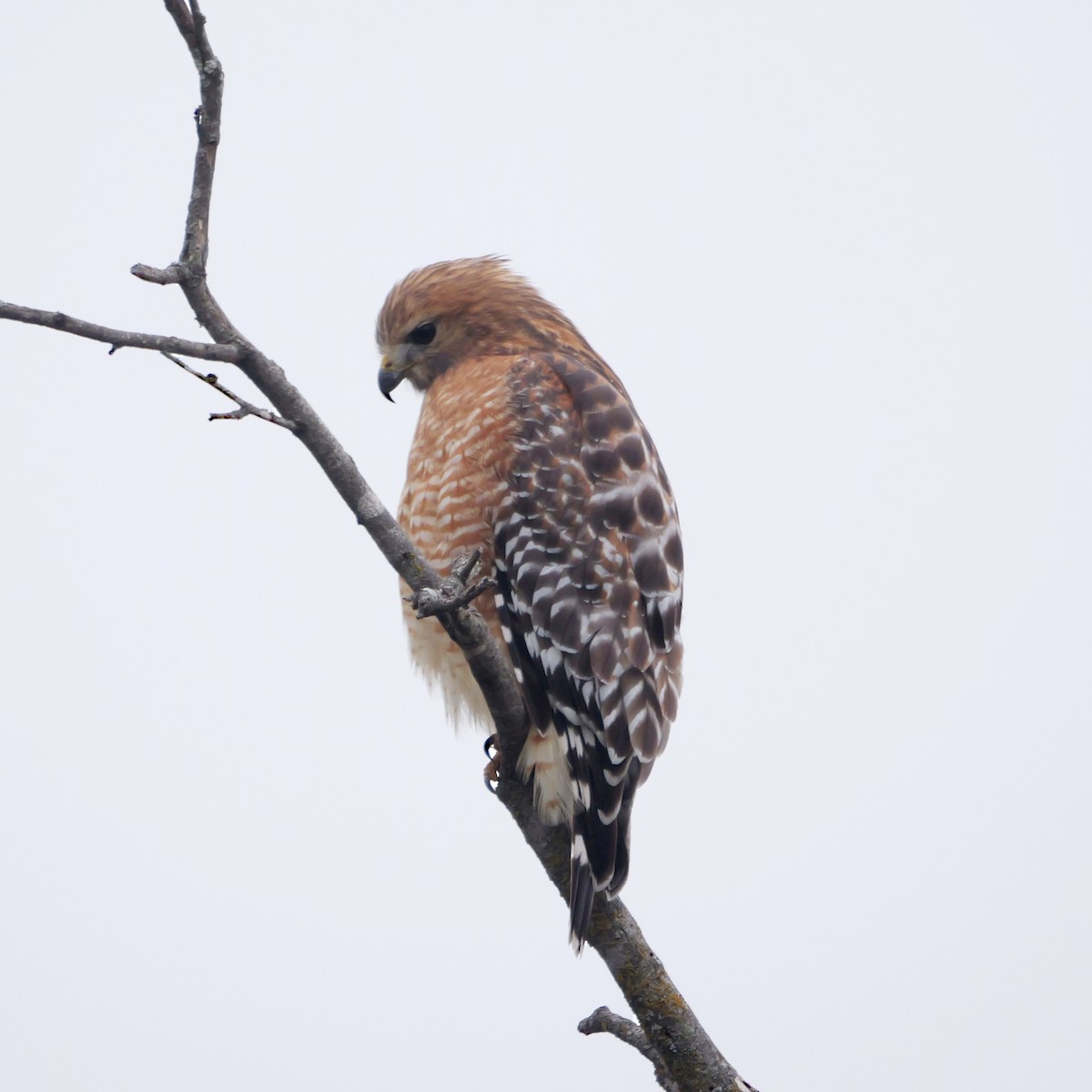 Red-shouldered Hawk - ML646309504