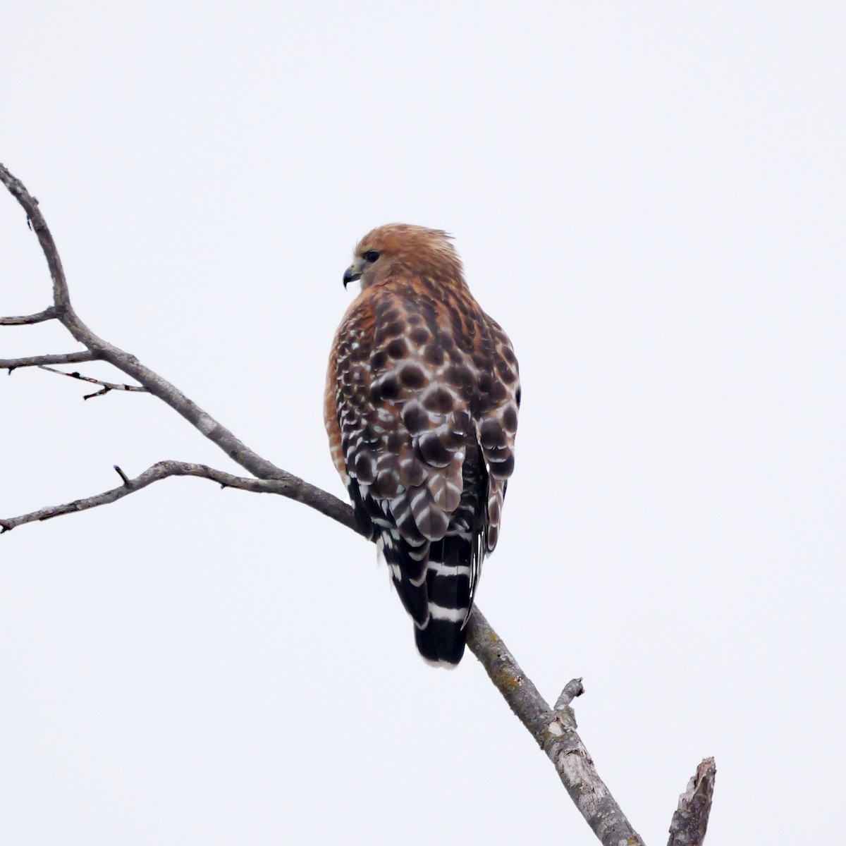 Red-shouldered Hawk - ML646309505