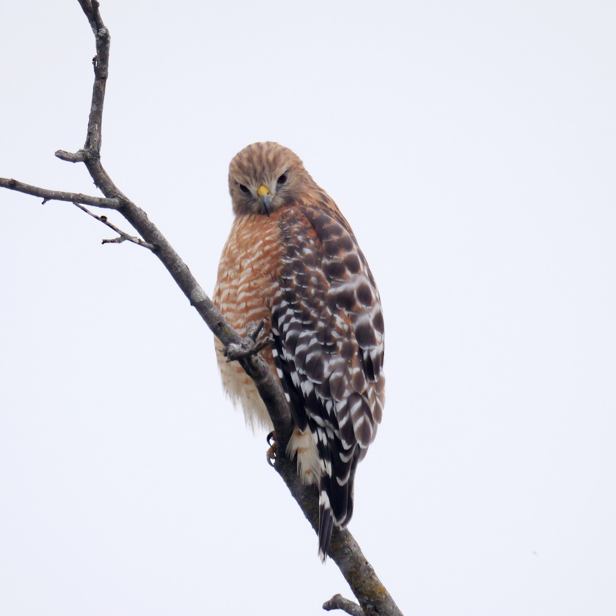 Red-shouldered Hawk - ML646309506