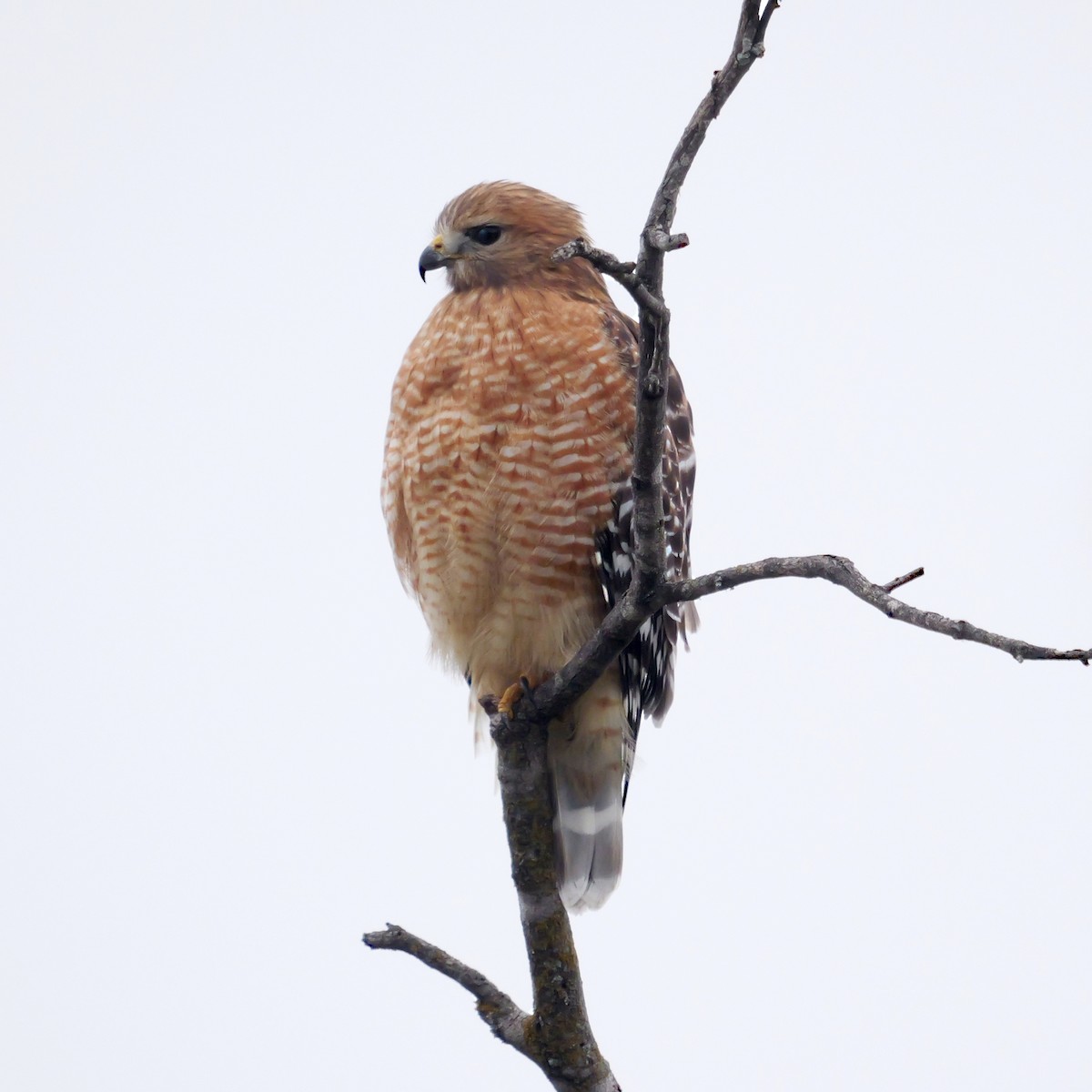 Red-shouldered Hawk - ML646309507