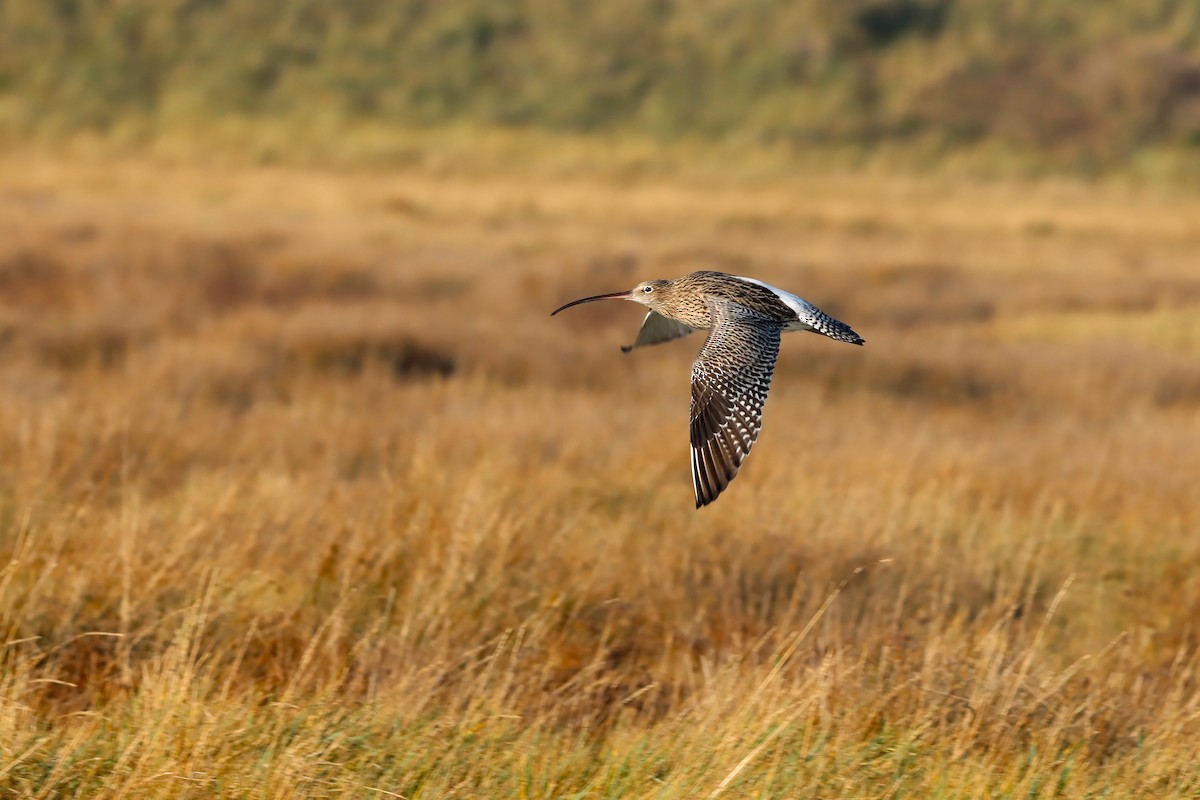 Eurasian Curlew - ML646309508