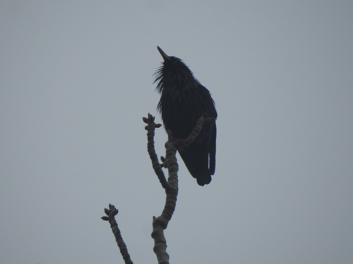 Étourneau unicolore - ML646309511