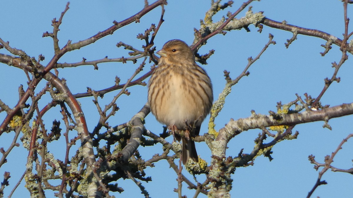 Eurasian Linnet - ML646309512