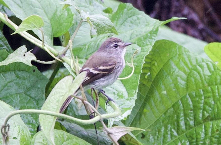 Mouse-gray Flycatcher - ML646309513