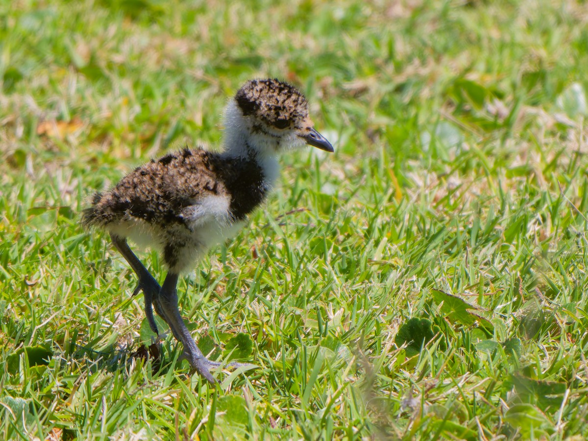Southern Lapwing - ML646309514