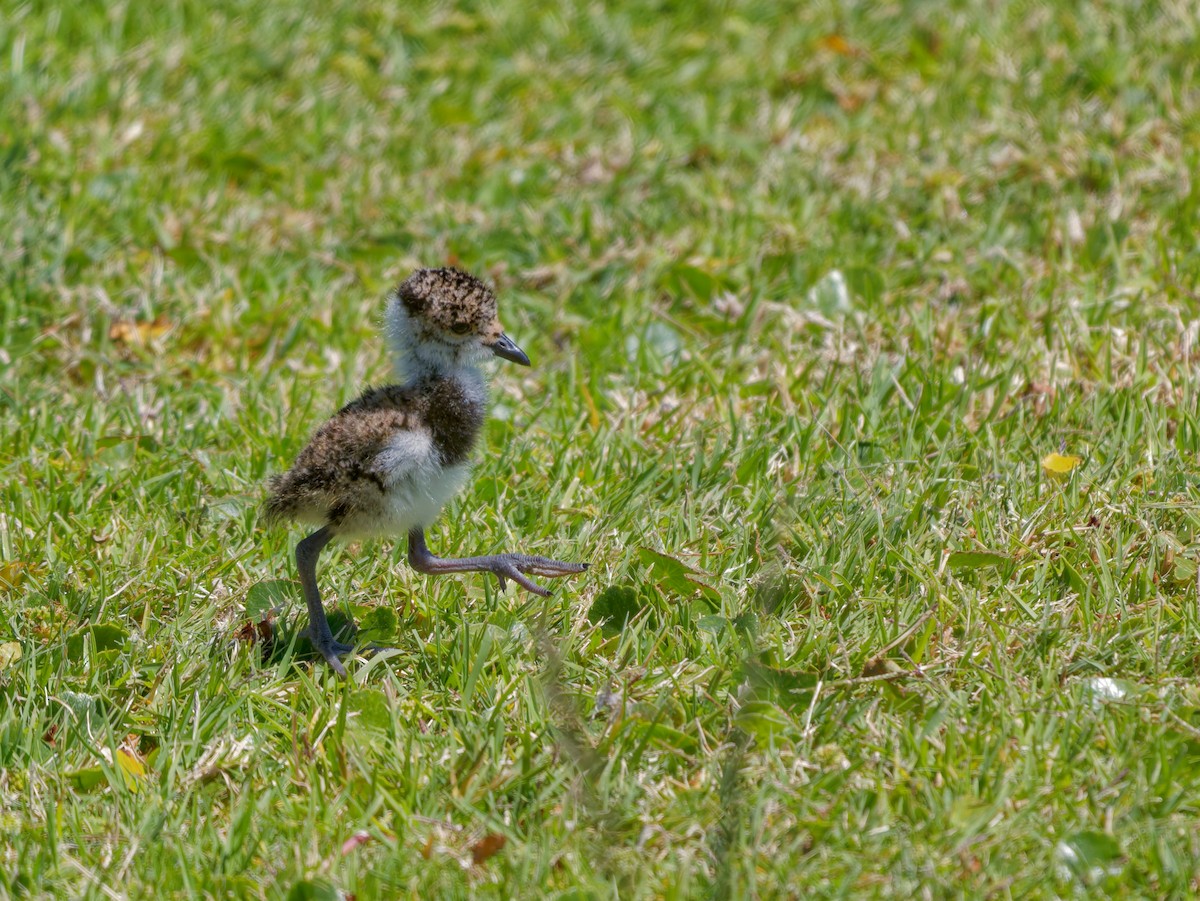 Southern Lapwing - ML646309515