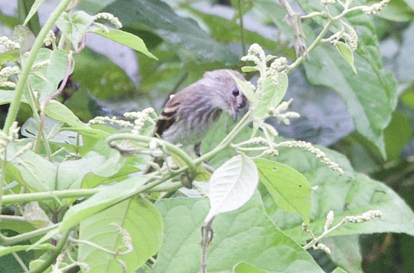 Mouse-gray Flycatcher - ML646309516