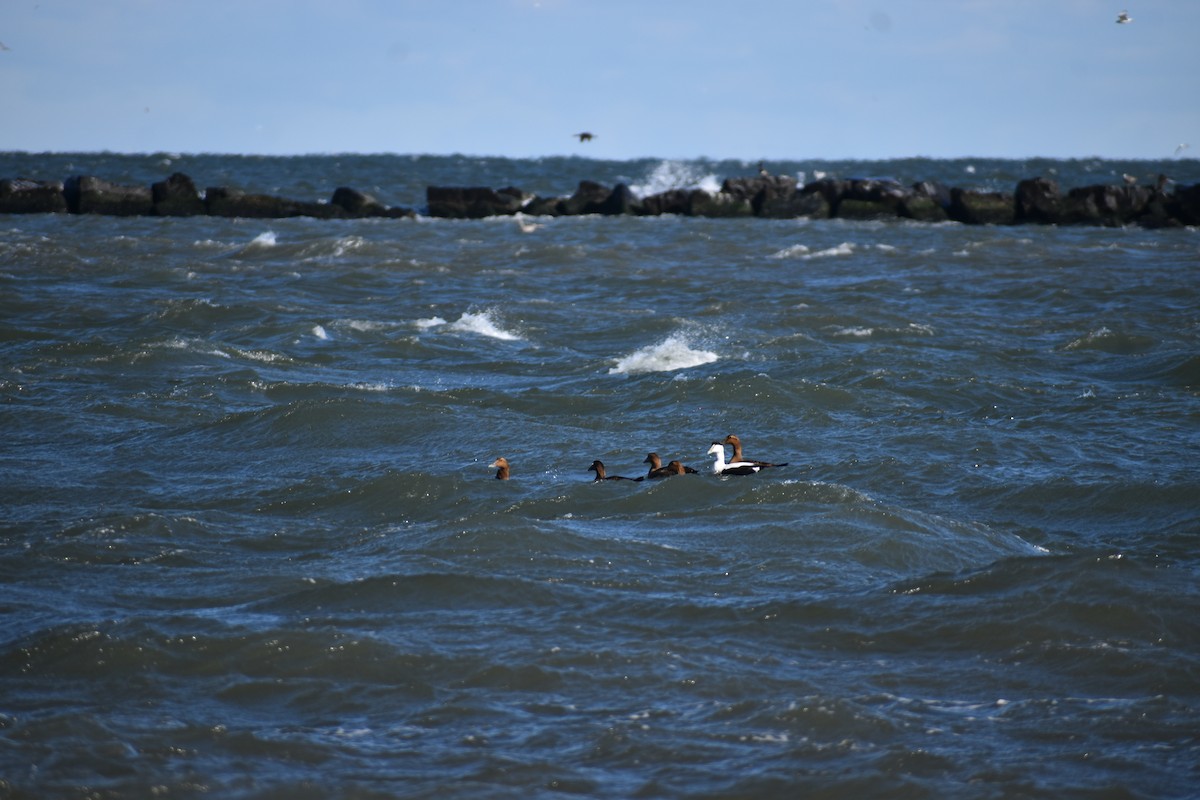 Common Eider - ML646309518