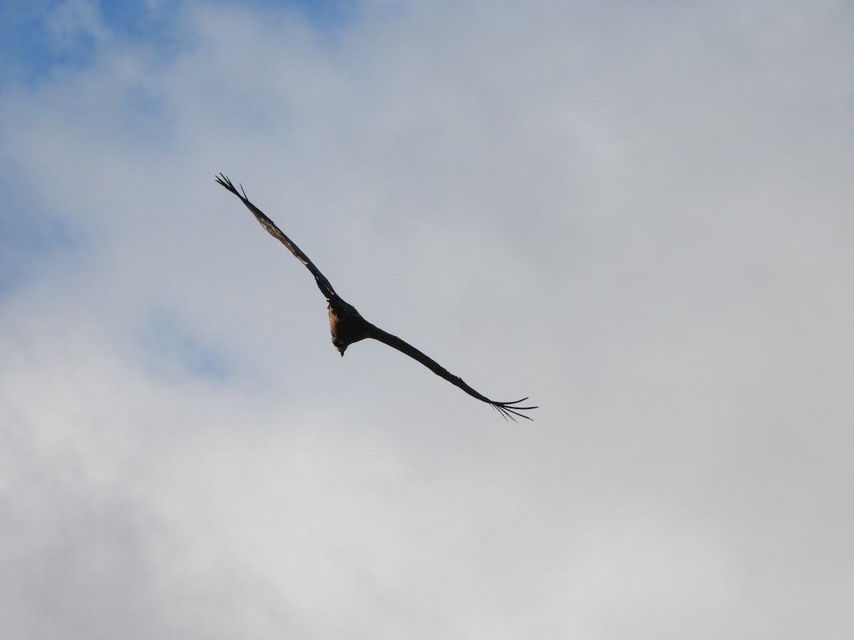 Eurasian Griffon - ML646309519