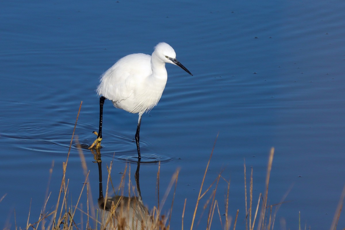 Little Egret - ML646309520