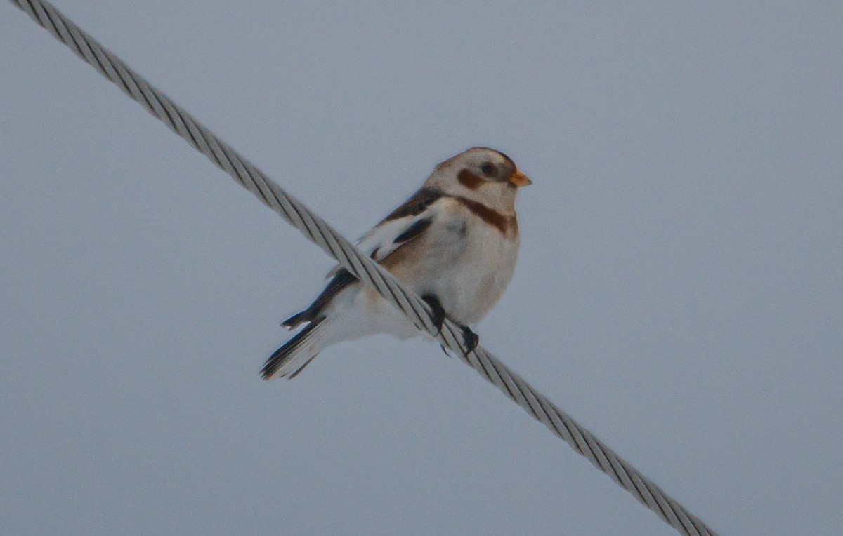 Snow Bunting - ML646309521