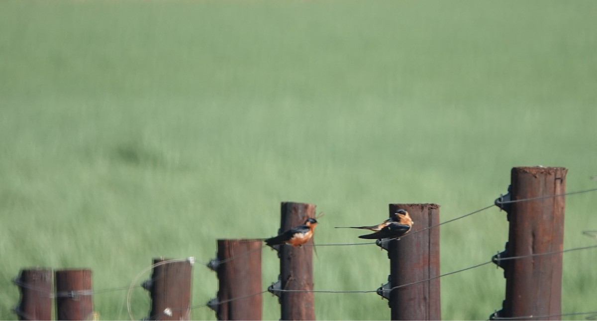 Rufous-chested Swallow - ML646309522