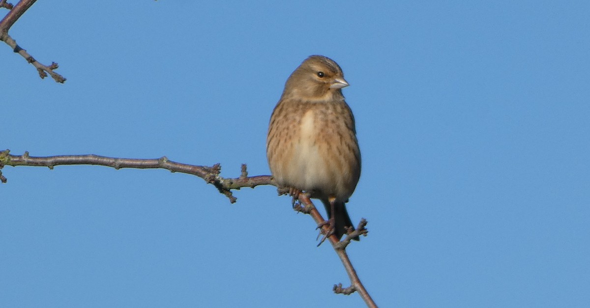 Eurasian Linnet - ML646309523