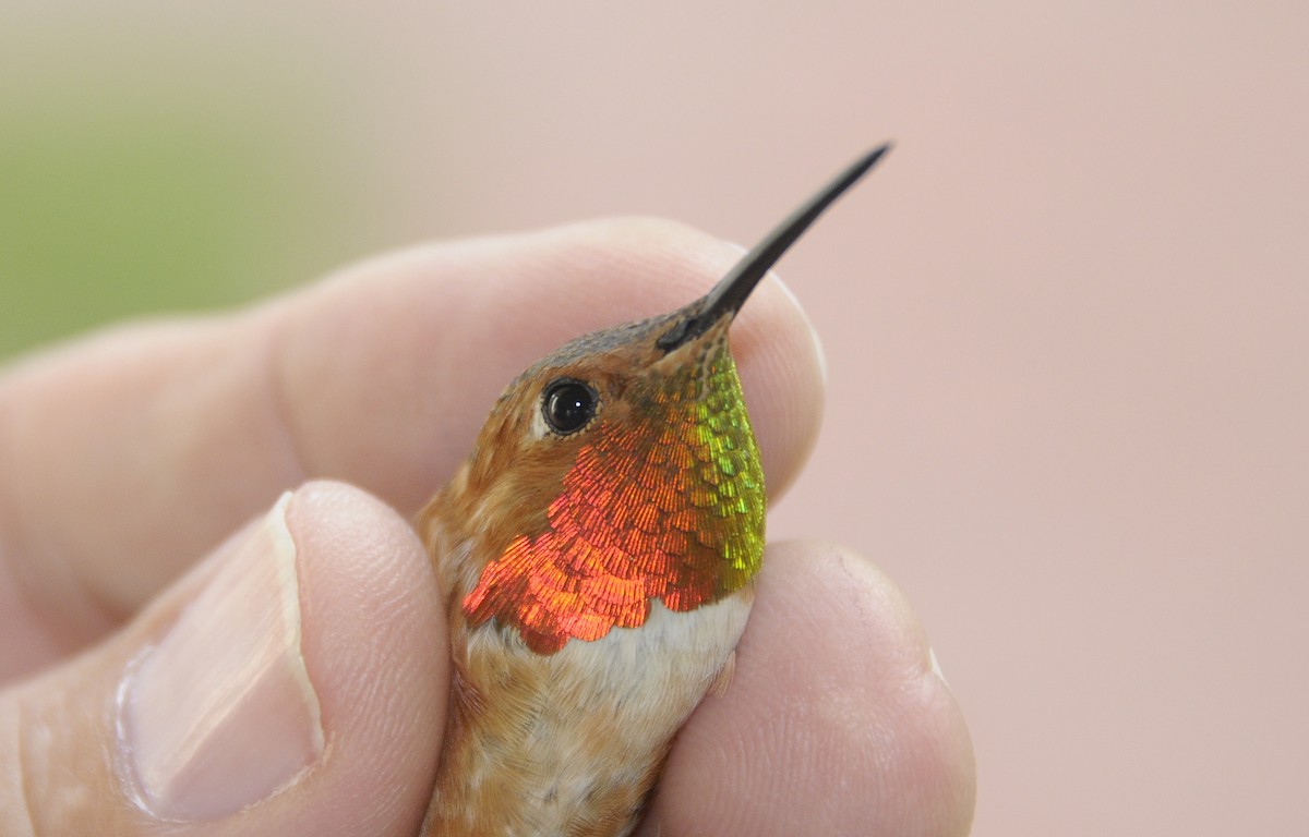 Allen's Hummingbird - ML646309526