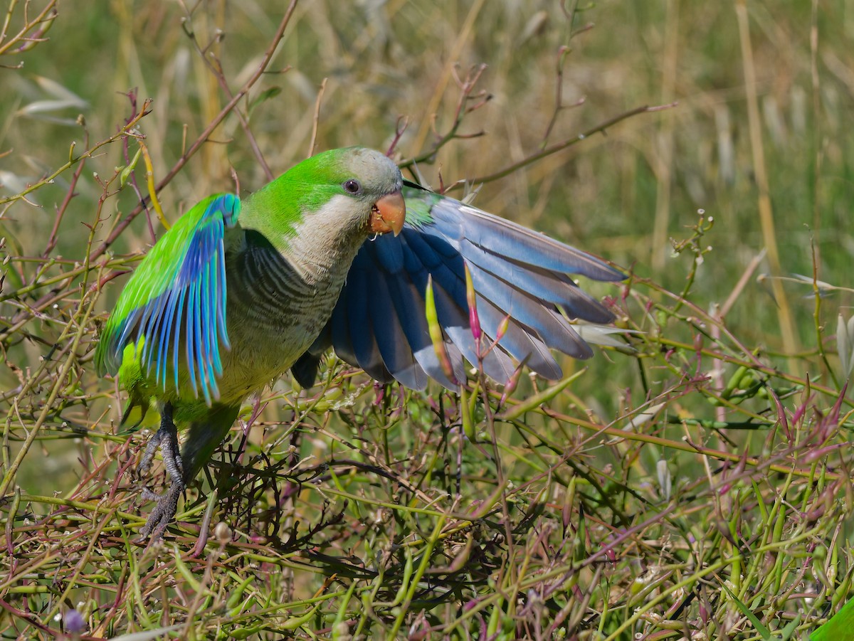 Mönchssittich - ML646309527