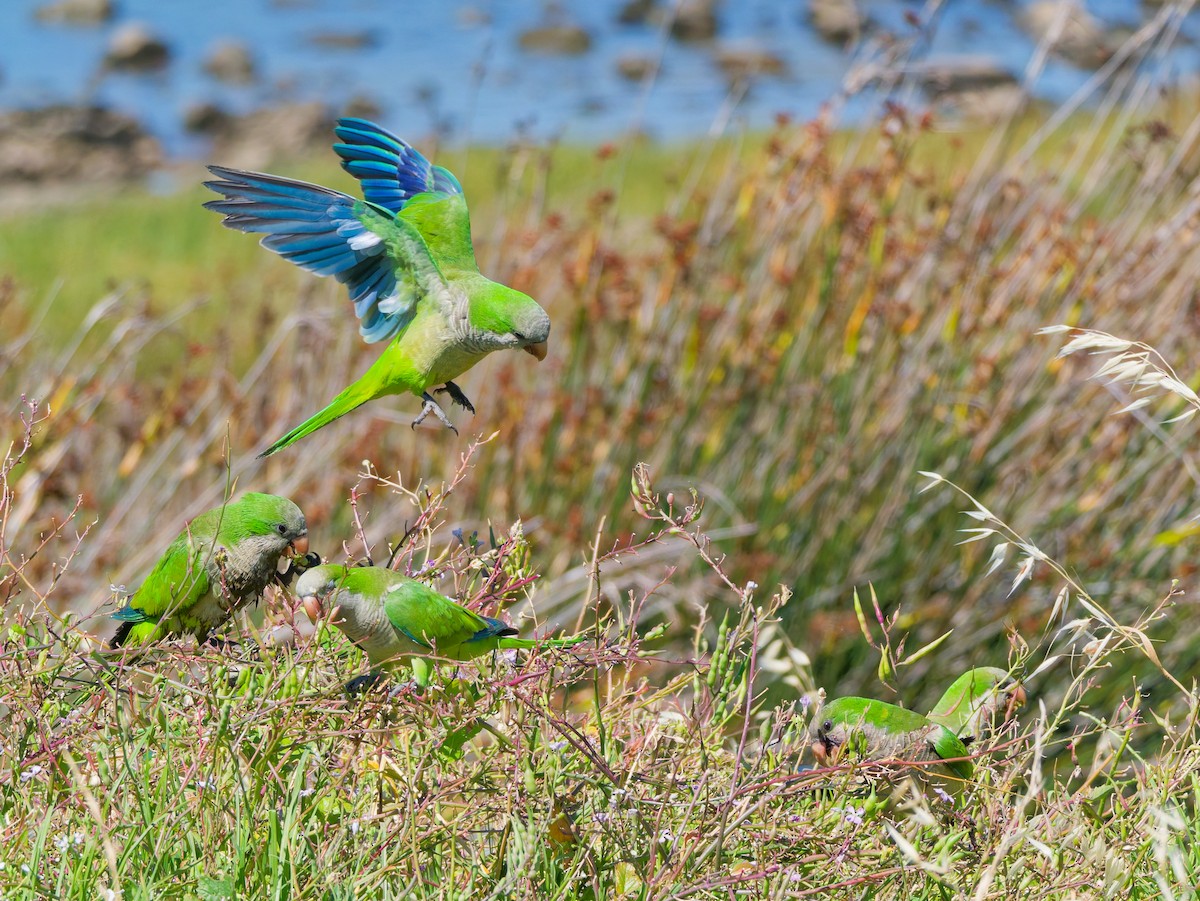 Mönchssittich - ML646309528