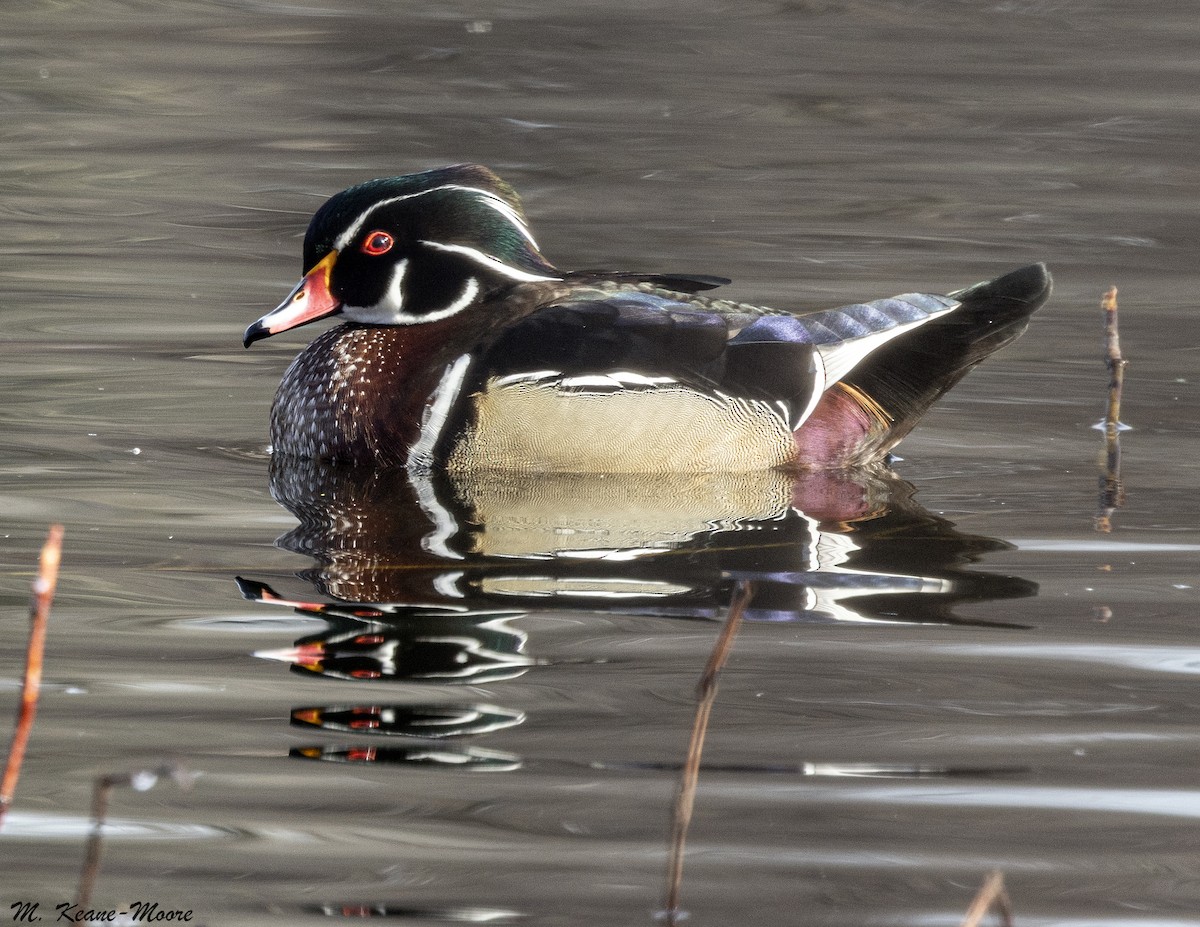 kachnička karolínská - ML646309529