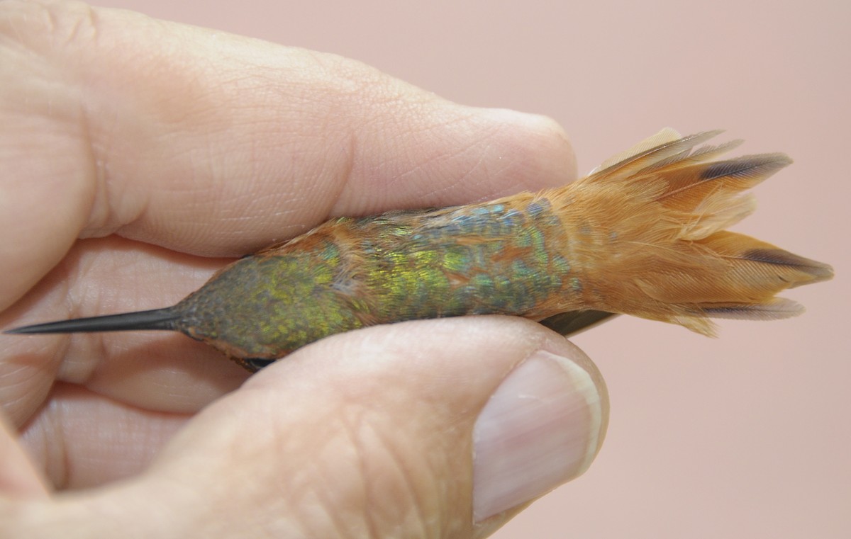 Allen's Hummingbird - ML646309530