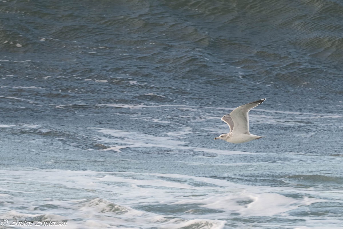 European Herring Gull - ML646309531