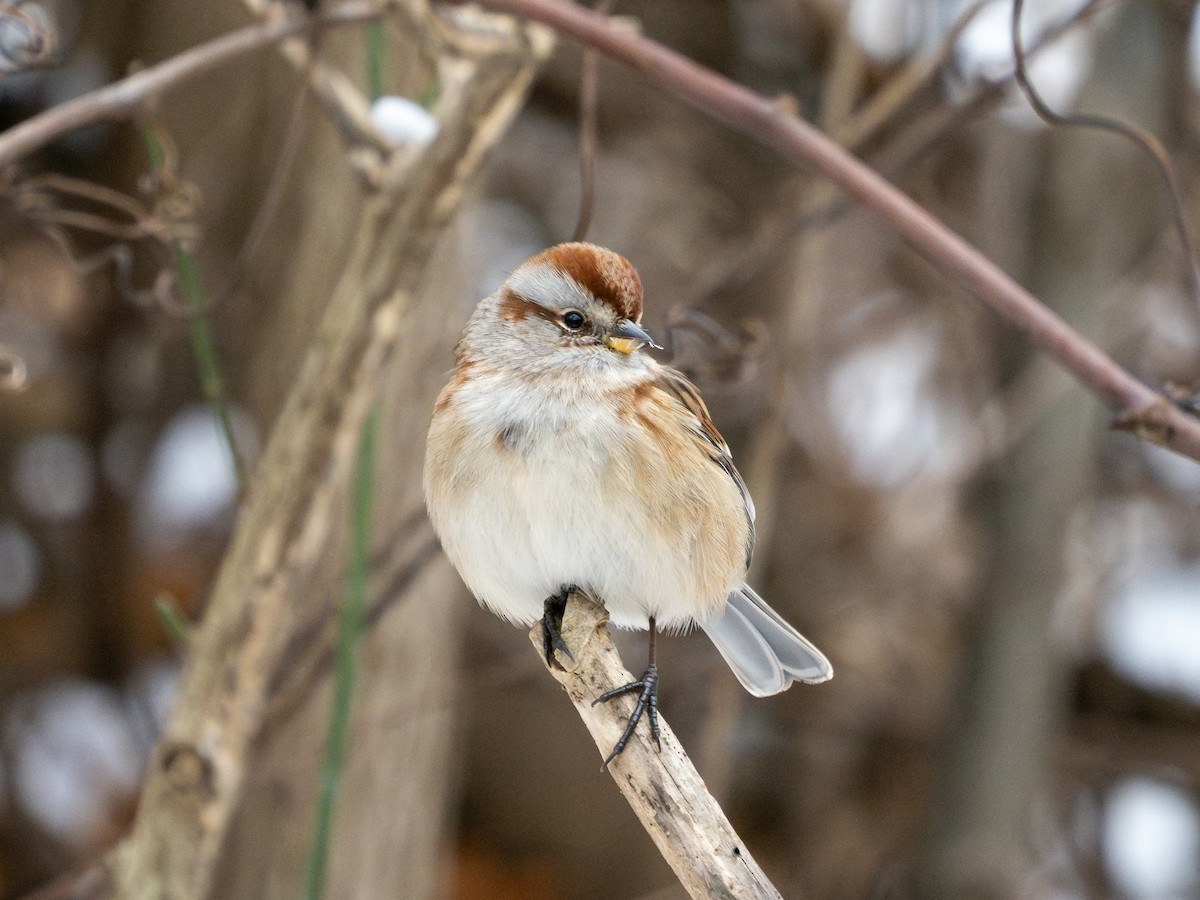 American Tree Sparrow - ML646309532