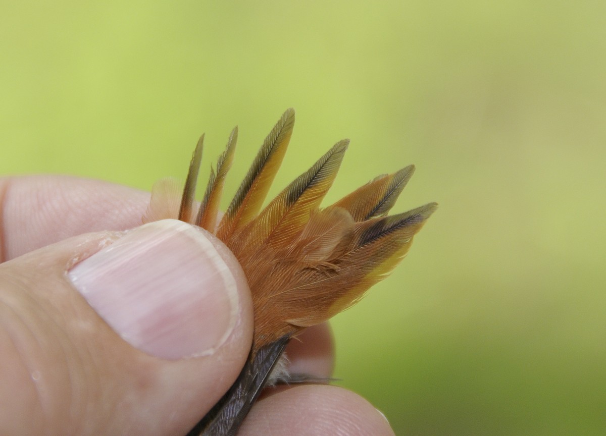 Allen's Hummingbird - ML646309533