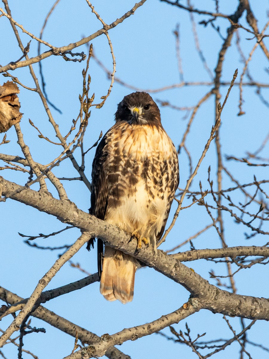 Poiana codarossa - ML646309534