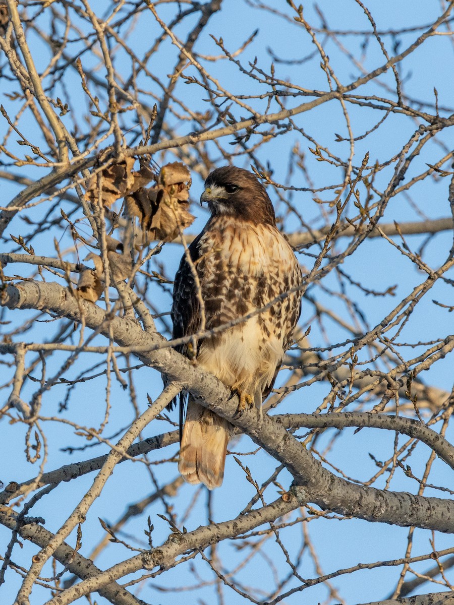 Poiana codarossa - ML646309535