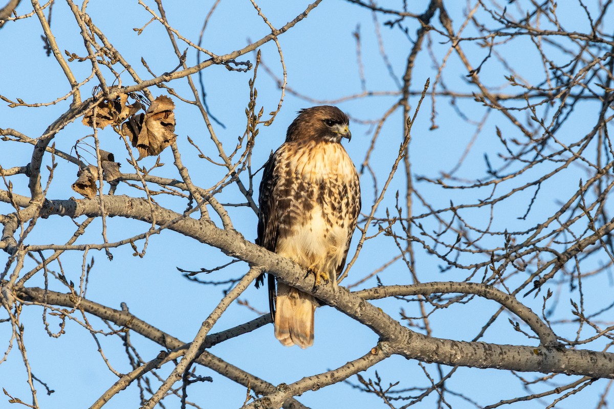 Poiana codarossa - ML646309536