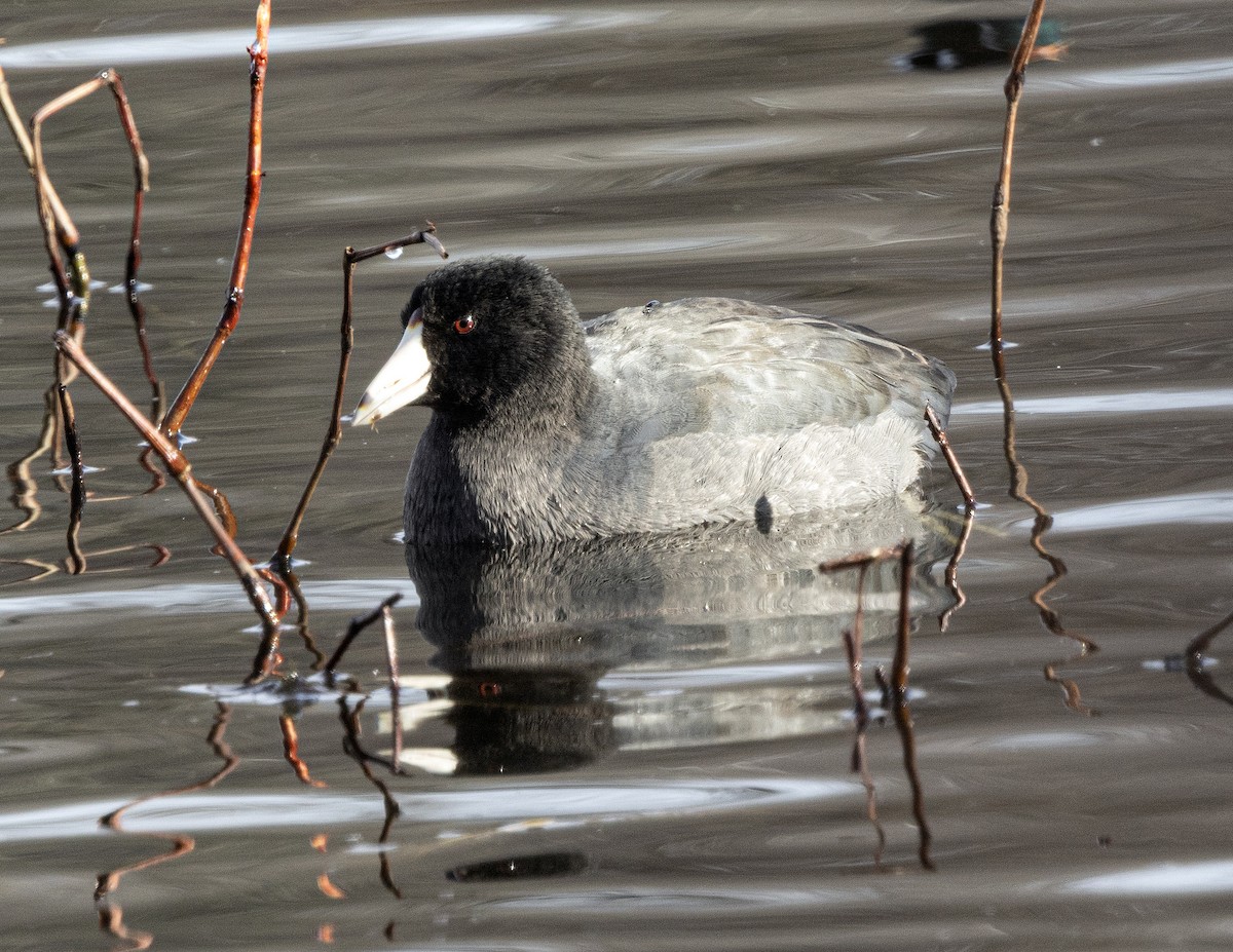 Лиска американська - ML646309537