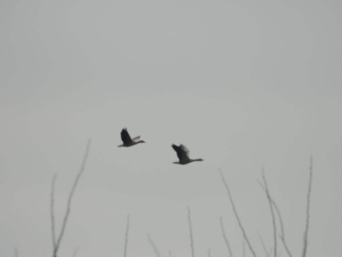 Antzara hankagorrizta - ML646309538